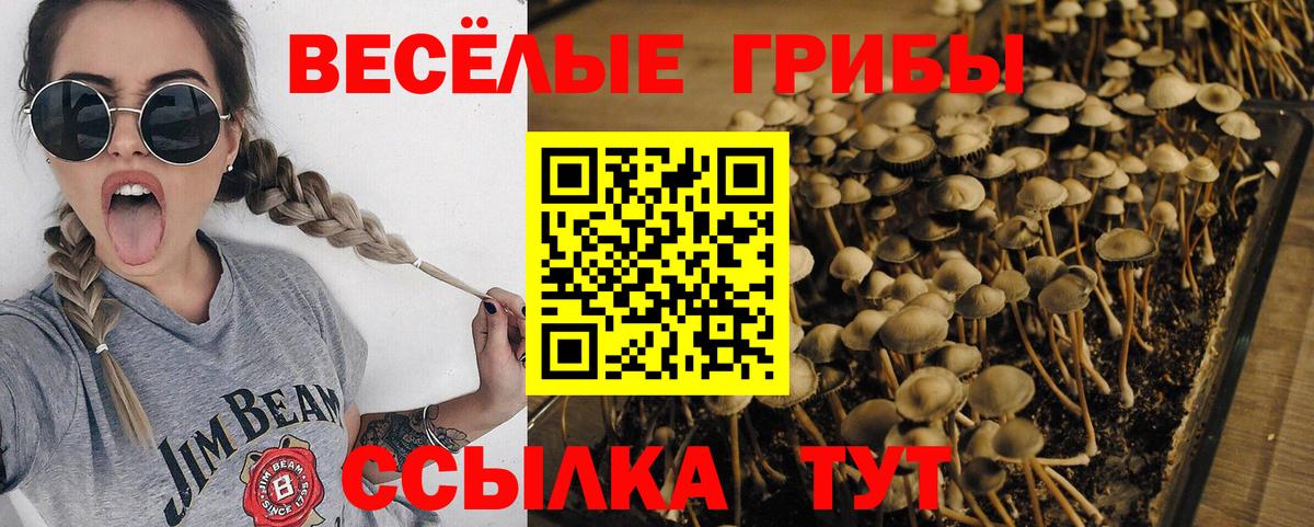 Тамбов  дарнет шоп  Вход с VPN  Галлюциногенные грибы Cubensis 